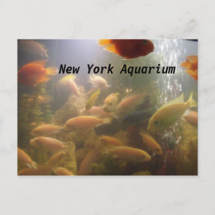 Aquarium Postcard