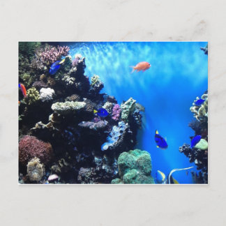 Aquarium Postcard