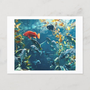Aquarium Postcards