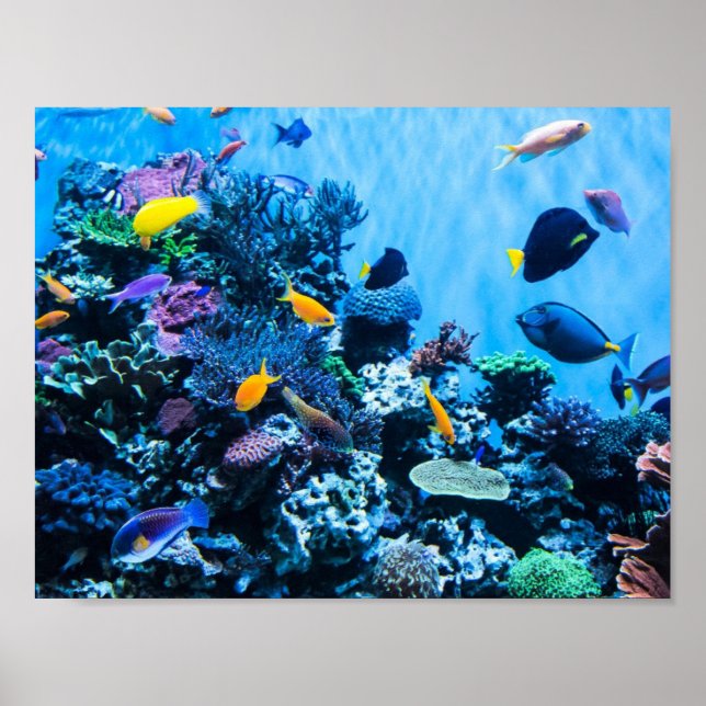 Aquarium Poster (Front)