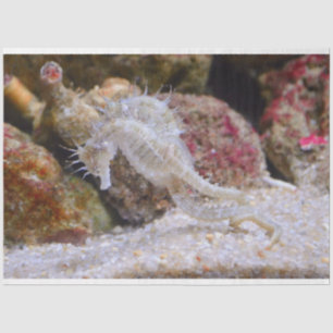 aquarium seahorse tissue paper