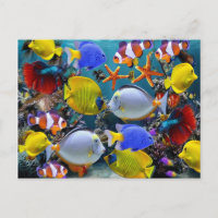 aquarium tropical fish fishing