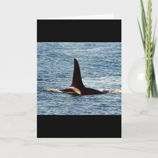 Aquarius Orca Customisable West Coast Killer Whale Card (Front)