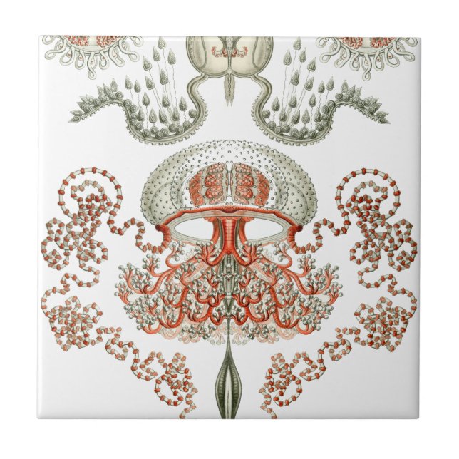 Aquatic Life ~ Haeckel ~ Jellyfish Ceramics Tile (Front)