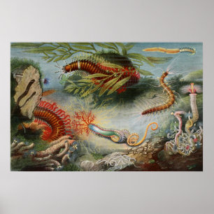 Aquatic Life Of Sea Creatures Poster