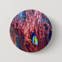 Aquatic Nautical Photos Marine Animal Photography 