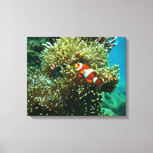 Aquatic Nautical Photos Marine Animal Photography Canvas Print