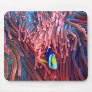 Aquatic Nautical Photos Marine Animal Photography Mouse Mat
