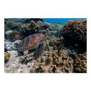 Aquatic Nautical Photos Marine Animal Photography  Poster