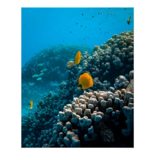 Aquatic Nautical Photos Marine Animal Photography  Poster