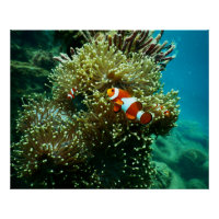 Aquatic Nautical Photos Marine Animal Photography