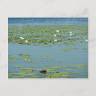 Aquatic Pads Postcard