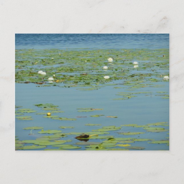 Aquatic Pads Postcard (Front)