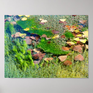 Aquatic Plants in Lincoln Park III - Colour Satura Poster