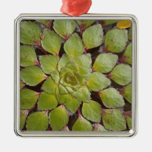 Aquatic Plants Rupununi, Guyana. Metal Tree Decoration