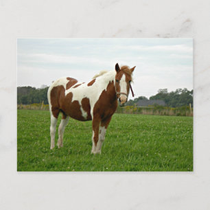 Aquebogue Painted Horse Postcard