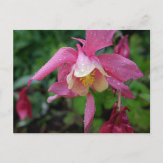 Aquilegia after the rain postcard