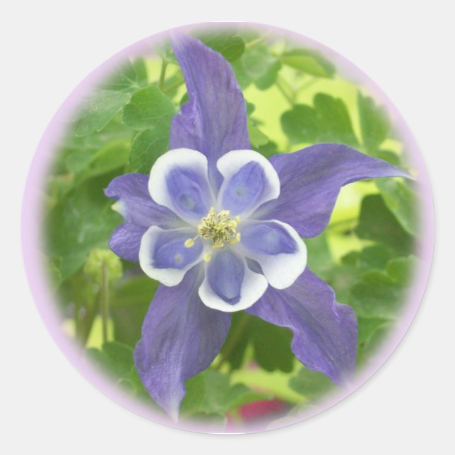 Aquilegia Columbine Flower Round Stickers (Front)