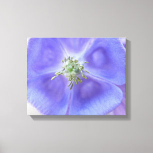 Aquilegia Flower Canvas Print