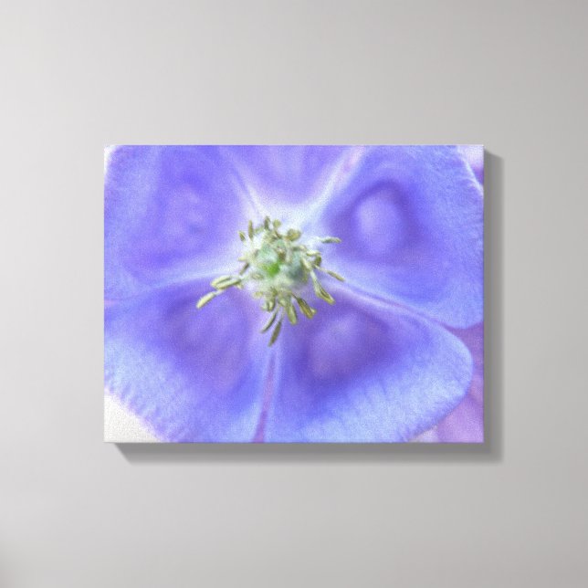 Aquilegia Flower Canvas Print (Front)