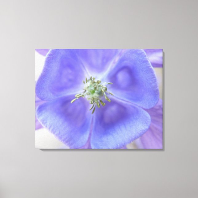 Aquilegia Flower Canvas Print (Front)