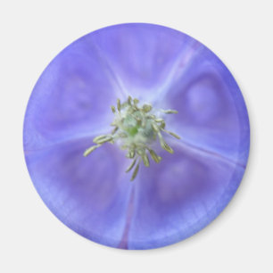 Aquilegia Flower Magnet