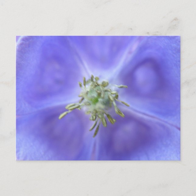 Aquilegia Flower Postcard (Front)