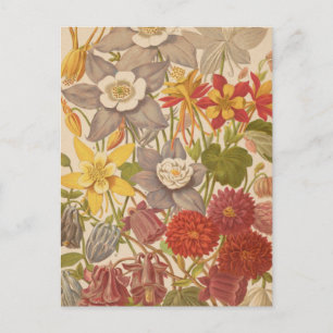 Aquilegia George Nicholson Postcard