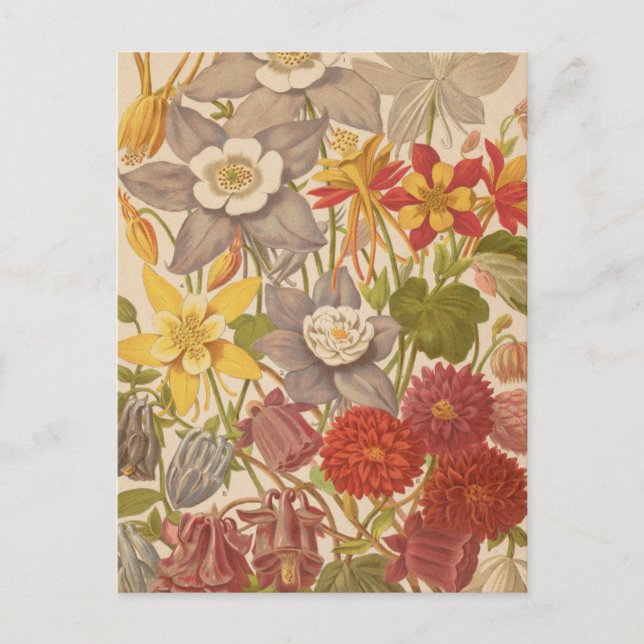 Aquilegia | George Nicholson Postcard (Front)