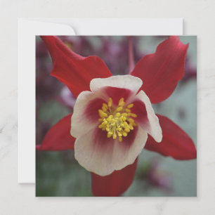 Aquilegia Granny's Bonnet, Columbine Greeting Card