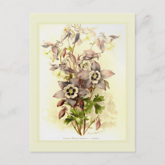 Aquilegia Postcard