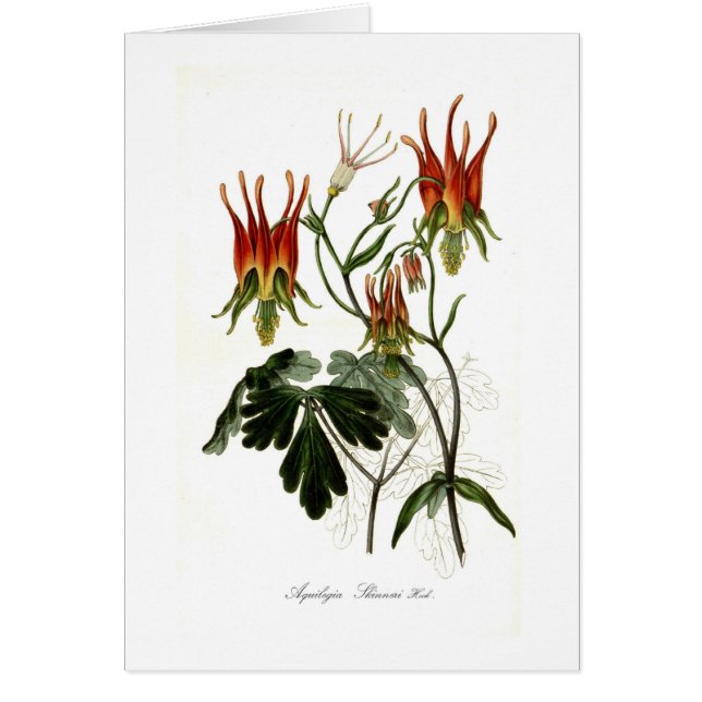 Aquilegia skinneri (Front)