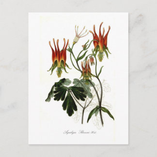 Aquilegia skinneri postcard