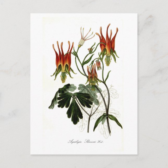 Aquilegia skinneri postcard (Front)