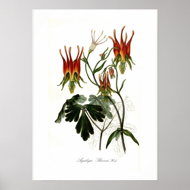 Aquilegia skinneri poster (Front)