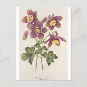 Aquilegia Spectabilis by Charles Antoine Lemaire Postcard