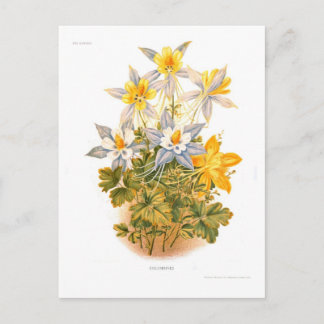 Aquilegias (Columbines) Postcard