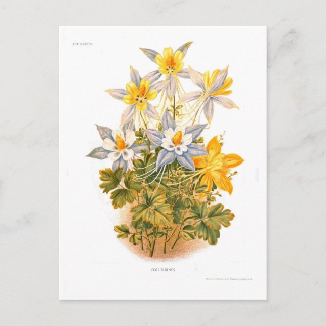 Aquilegias (Columbines) Postcard (Front)