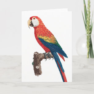 Ara Canga Parrot Card