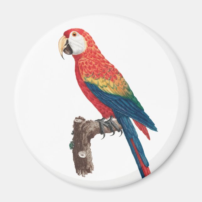 Ara Canga Parrot Magnet (Front)