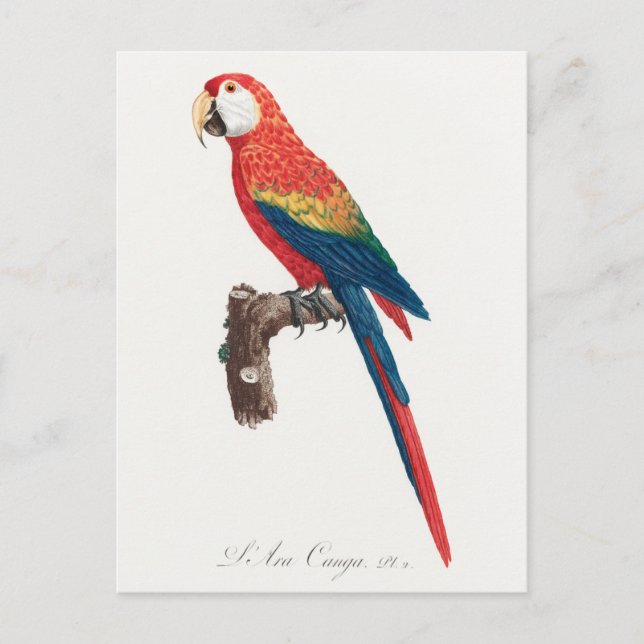 Ara Canga Parrot Postcard (Front)