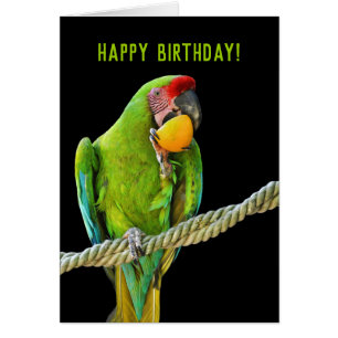 Ara Militaris Green Parrot