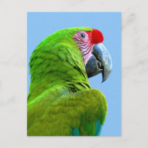 Ara Militaris Green Parrot Postcard