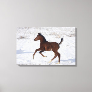 Arab Foal in the Snow Canvas Print