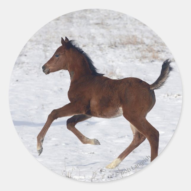 Arab Foal in the Snow Classic Round Sticker (Front)