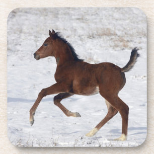 Arab Foal in the Snow Coaster
