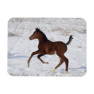 Arab Foal in the Snow Magnet