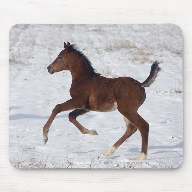 Arab Foal in the Snow Mouse Mat (Front)