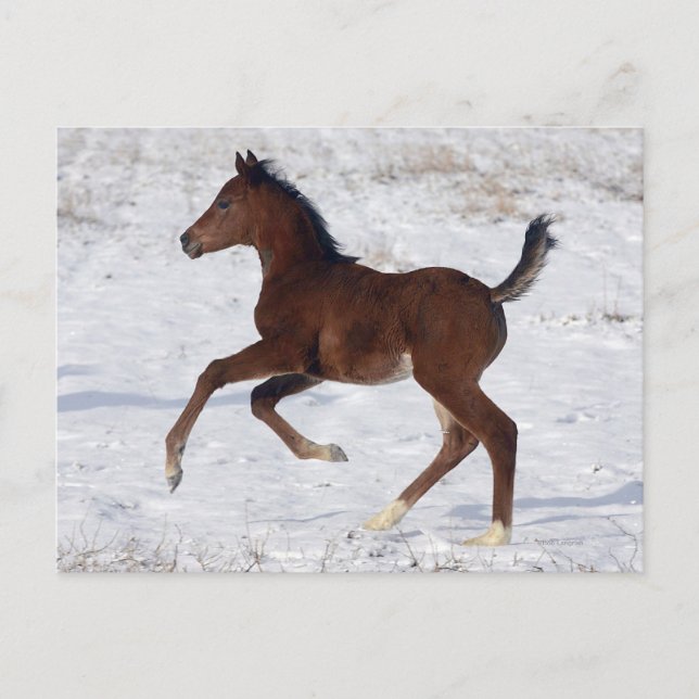 Arab Foal in the Snow Postcard (Front)