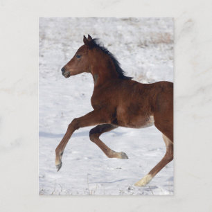Arab Foal in the Snow Postcard
